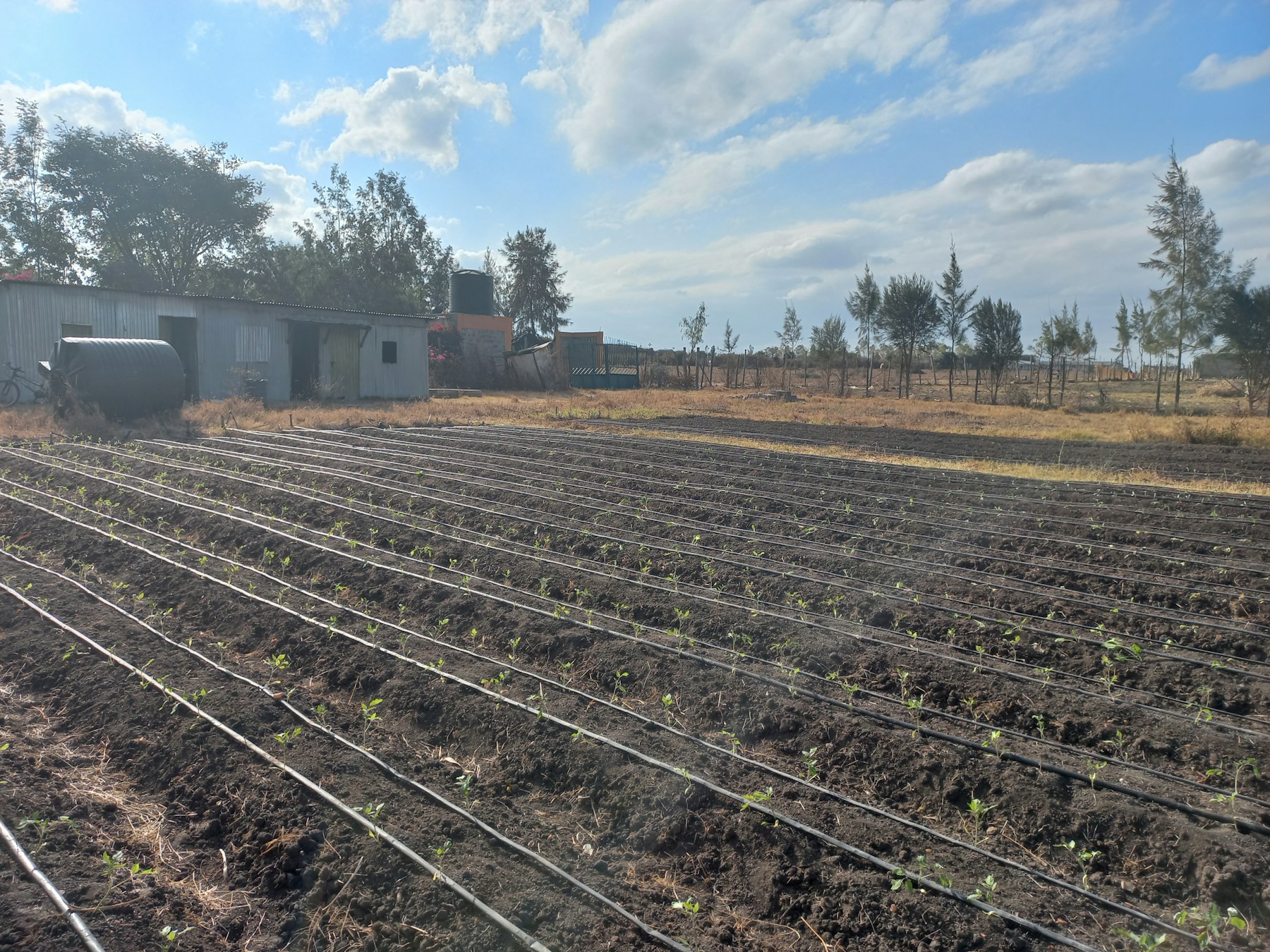 Young crops grow in rows beside drip-irrigation lines.