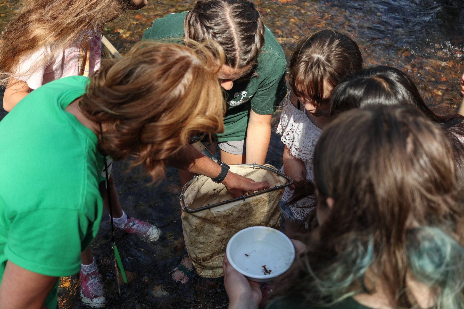 Students and a teacher examine small stream life collected in a kick net.