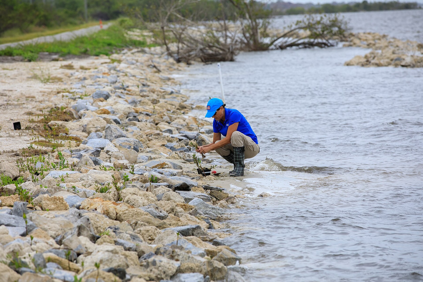 An environmental worker removes a mangrove seedling from a rocky shoreline for replanting.