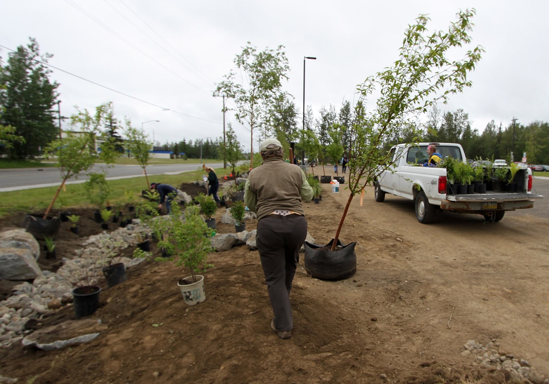 Volunteers plant a rain garden beside a road and parking area.