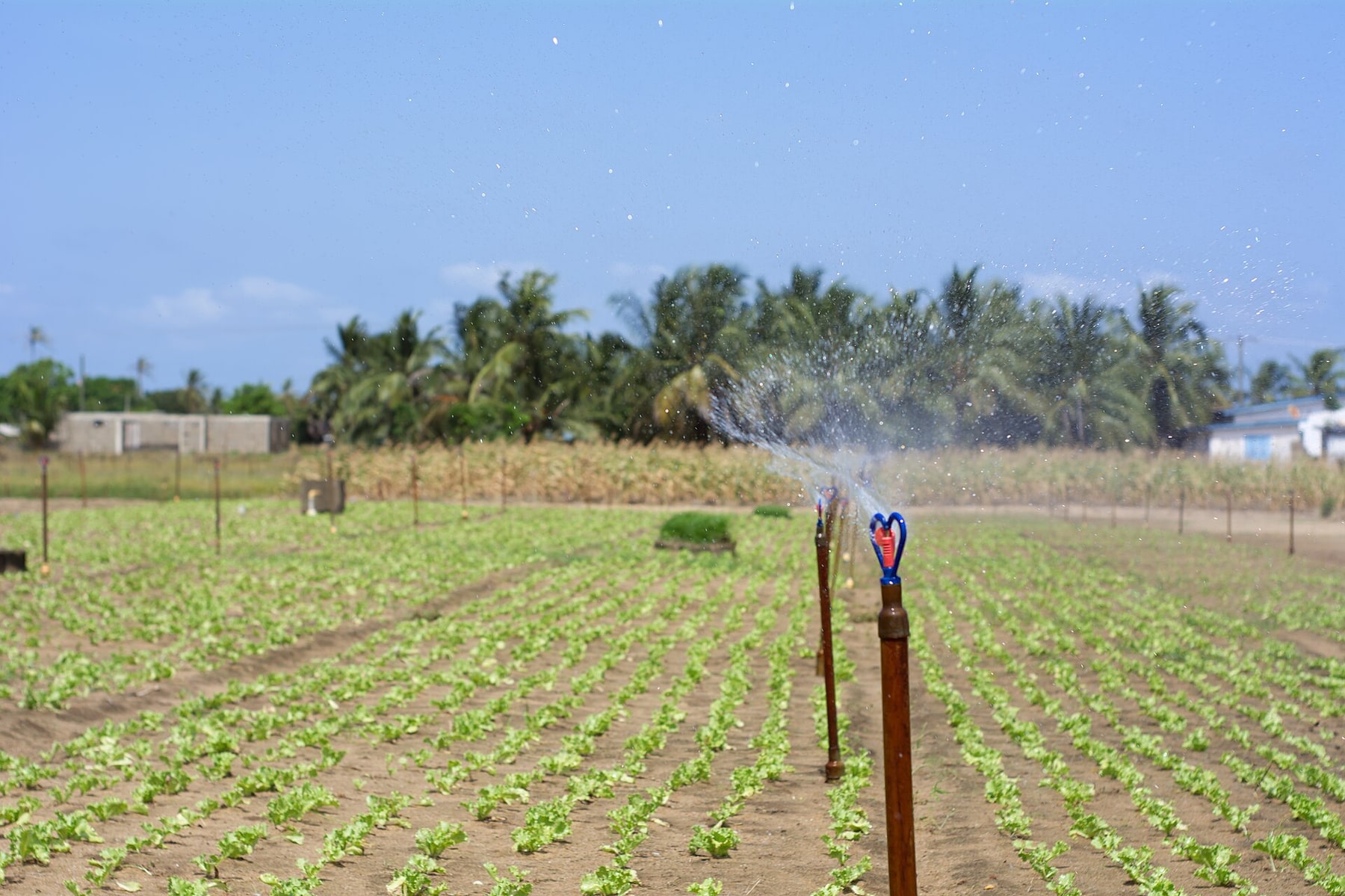 Sprinklers send water across rows of young crops in Ghana's Volta Region.