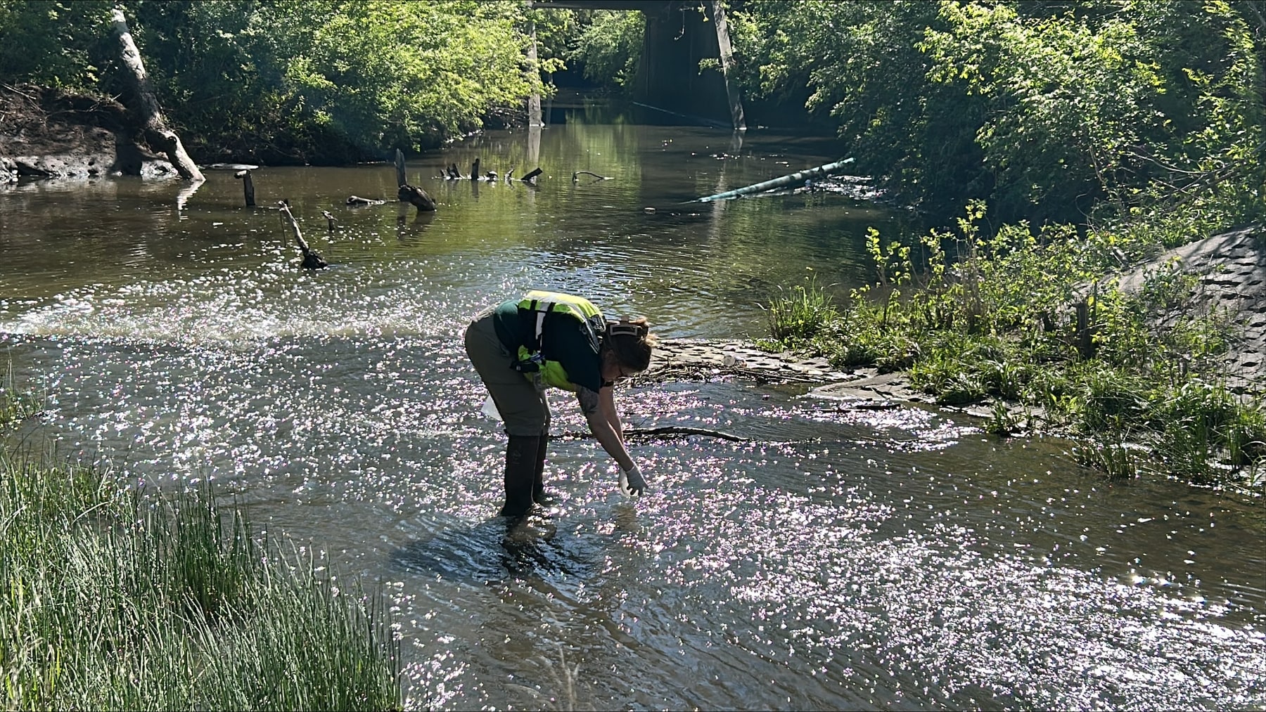 A hydrologic technician wearing gloves bends over a shallow creek to collect a water-quality sample.