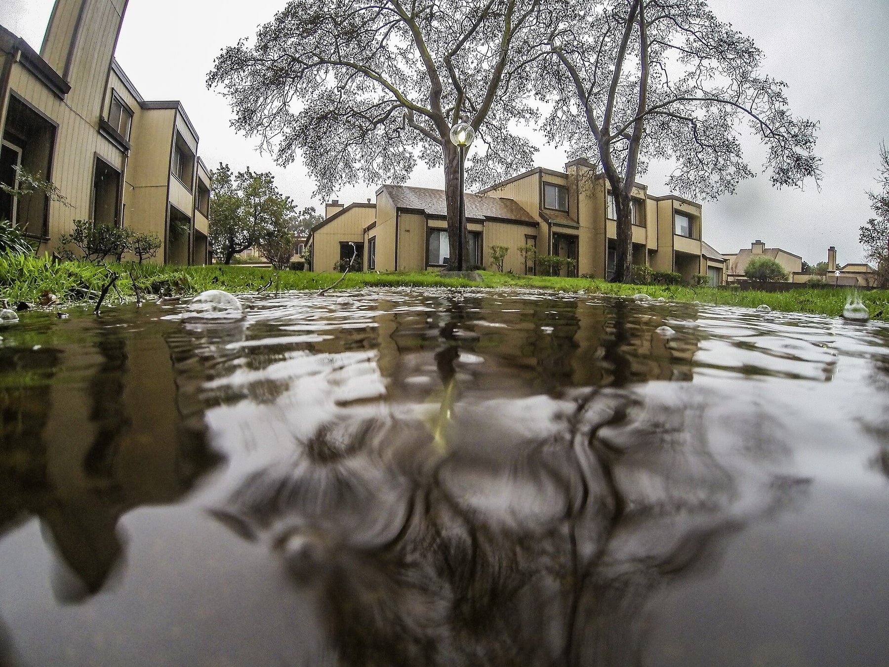 Rain falls into shallow runoff flowing between grass and homes in an Alameda neighborhood.